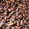Cocoa Beans in Kochi