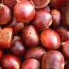 Chestnuts in Vellore