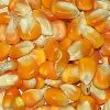 Maize in Kutch