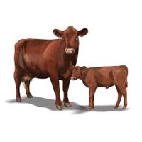 Livestock Breeders