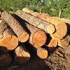 Wood fuel in Kutch
