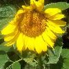 Sunflower Oil in Salem
