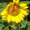 Sunflower Oil in Jamnagar