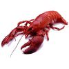 Lobster in Kochi