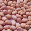 Groundnut Kernel