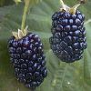 Blackberry Fruit in Bangalore