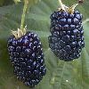 Blackberry Fruit in Hyderabad
