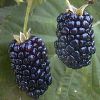 Blackberry Fruit in Pune