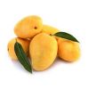Mango in Gir Somnath