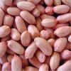 Groundnut Seeds in Pune