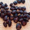 Tamarind Seed in Latur