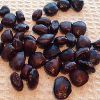 Tamarind Seed in Ranchi