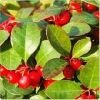 Gaultheria Oil