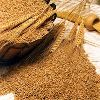 Wheat Seeds in Ratlam