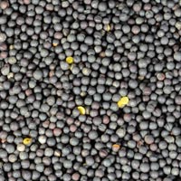 Canola Seeds