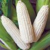 White Corn in Udaipur