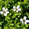 Bacopa Monnieri