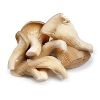 Oyster Mushroom in Ranchi