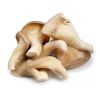 Oyster Mushroom in Ahmednagar