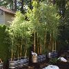 Bamboo Planters