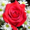 Rose Flower in South 24 Parganas