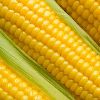 Yellow Corn in Kutch