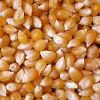 Maize Seeds in Nashik