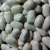 White Kidney Beans in Jaipur