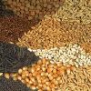 Hybrid Seeds in Karur