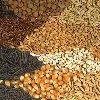 Hybrid Seeds in Gurugram