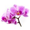 Orchid Flower