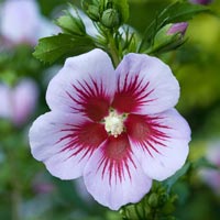 Hibiscus Hibiscuses Suppliers Hibiscus Manufacturers Wholesalers hibiscuses suppliers hibiscus