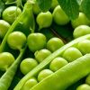 Green Peas in Mahesana