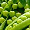 Green Peas in Mysore