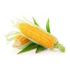 Sweet Corns in Kashipur