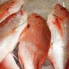 Frozen Fish in Bhubaneswar