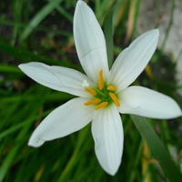 Flowering Plants