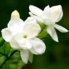 Jasmine Flowers in Hosur