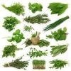 Raw Herbs in Madurai