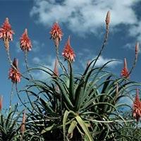 Aloe Vera Plant Manufacturers	
