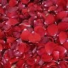 Dry Rose Petals in Kanpur