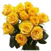 Yellow Rose