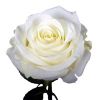 White Rose in Bangalore