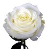 White Rose in Delhi