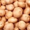 Potato in Lucknow
