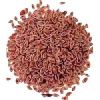 Grass Seeds in Bangalore