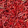Red Chilli in Sangli