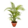 Areca Palm Plant in North 24 Parganas