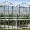 Naturally Ventilated Greenhouse in Pune