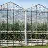 Naturally Ventilated Greenhouse